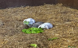 Mini Lop rabbits for sale: Mini lop bunnies  - Image 6