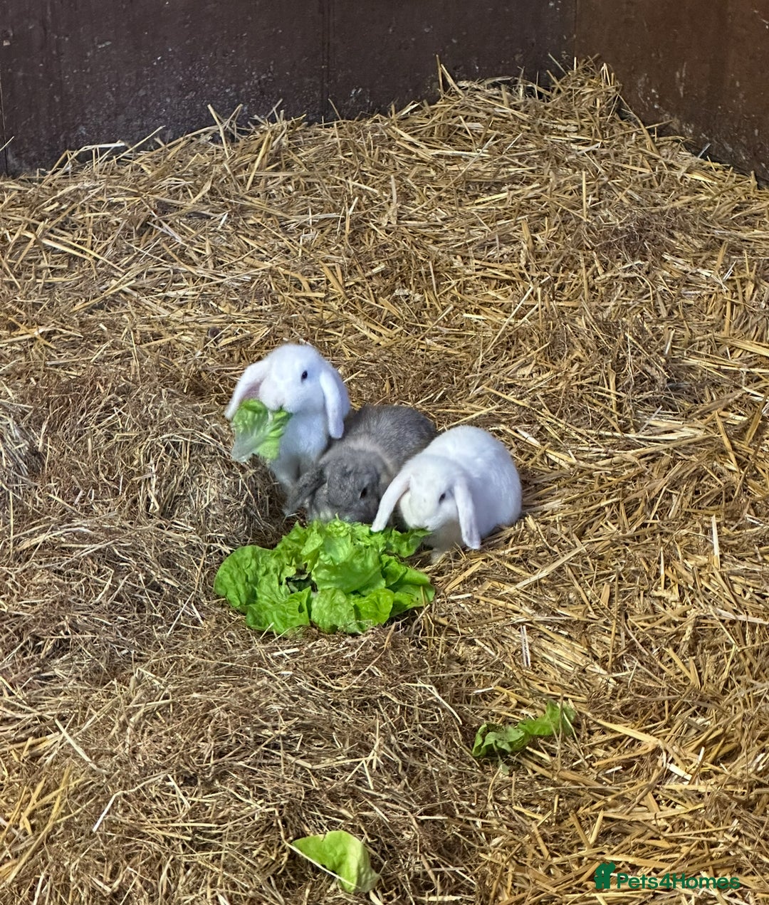 Mini Lop rabbits for sale: Mini lop bunnies  - Image 6