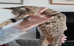 Savannah cats for sale: ACTIVE TICA Reg F3 Pedigree Savannah Lady TICA Reg - Image 14