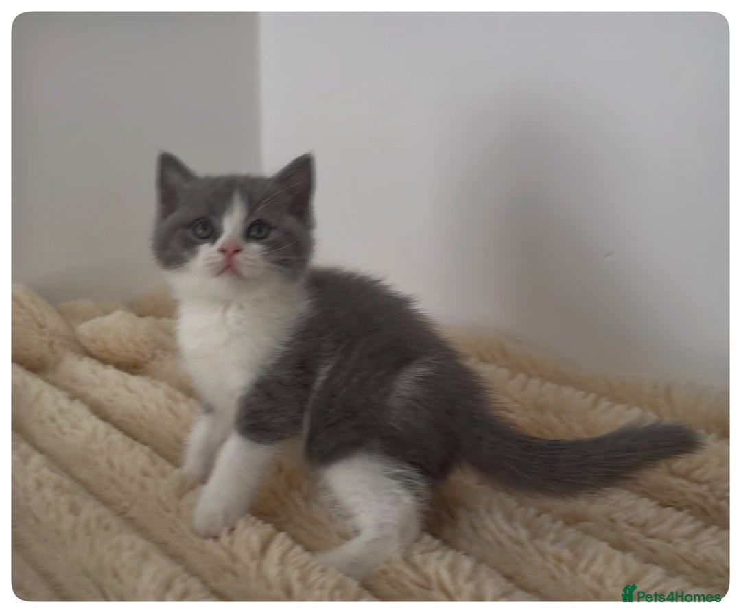 British Shorthair cats for sale: GCCF British Shorthair Blue Bi-Colour male kitten - Image 9