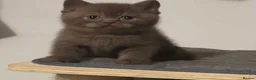 British Shorthair cats for sale: Rare colours pure breed BSH - Advert 38