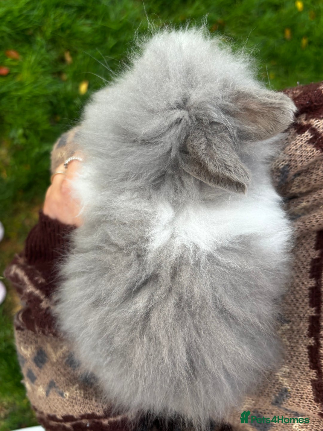 Mini Lion Lop rabbits for sale: Bunny’s !! - Image 8