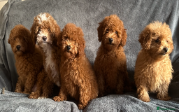 Poochon dogs for sale: Gorgeous Red Toy Poochon Pups fully health tested - Image 6