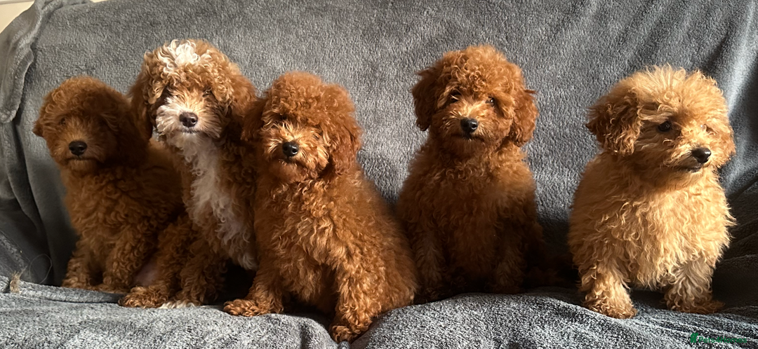 Poochon dogs for sale: Gorgeous Red Toy Poochon Pups fully health tested - Image 6