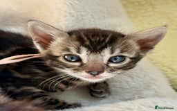 Bengal cats for sale: Pedigree Glittered Bengal Kittens - TICA reg. - Image 5
