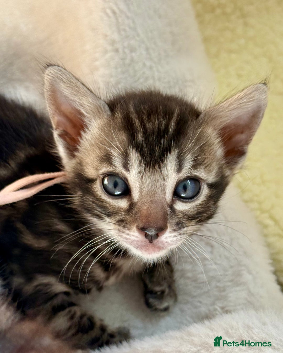Bengal cats for sale: Pedigree Glittered Bengal Kittens - TICA reg. - Image 5