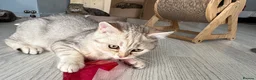 British Shorthair cats for sale: British Shorthair & longhair Chinchilla available  - Advert 14