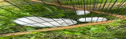 Guinea Pig rodents for sale: Two Swiss/ otter coloured boys for sale - 7 weeks - Advert 4