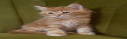 Maine Coon cats for sale: Pedigree Maine coon kittens can be TICA reg in Dorking - Advert 12