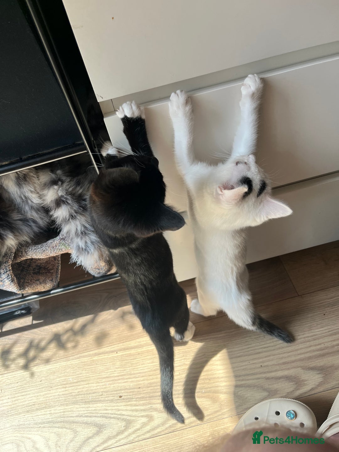 Mixed Breed cats for sale: Isha and Freya - Image 1