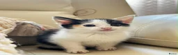Mixed Breed cats for sale: calico kittens for sale! - Advert 8