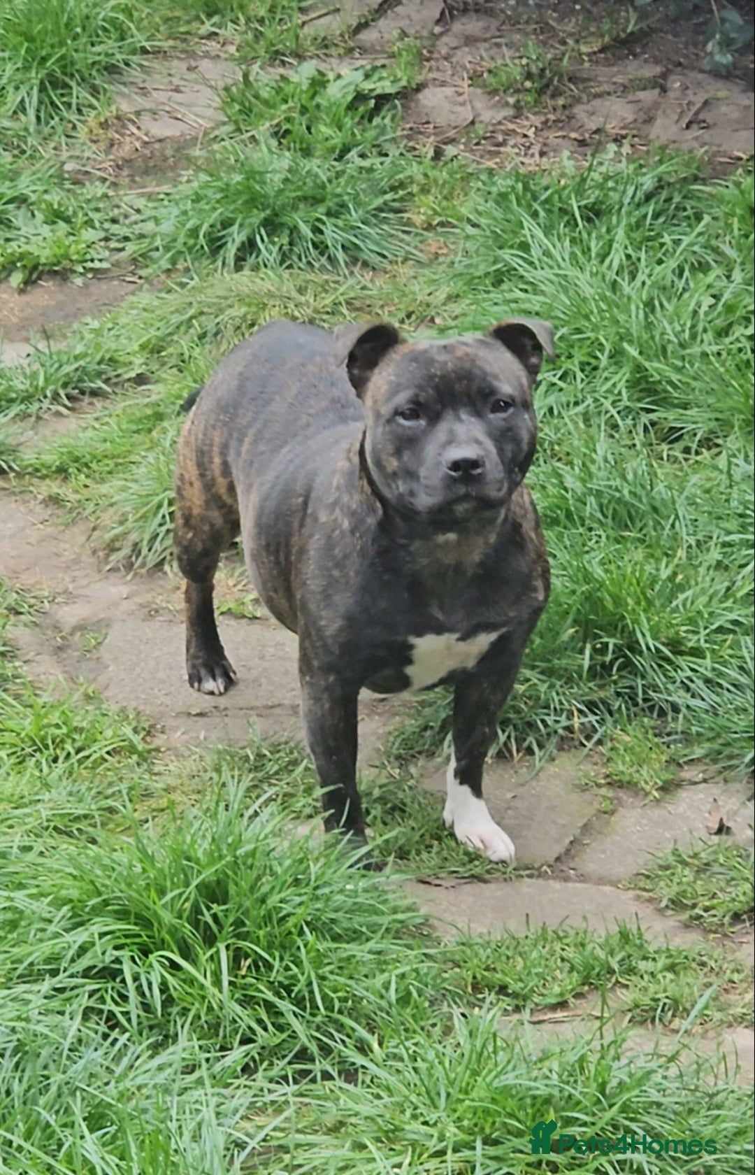 Staffordshire Bull Terrier dogs for sale: 🥨THE GOLDILOCKS LITTER 🥨 - Advert 11