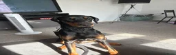 Dobermann dogs for sale: Dobermann 1 year old female - Advert 4