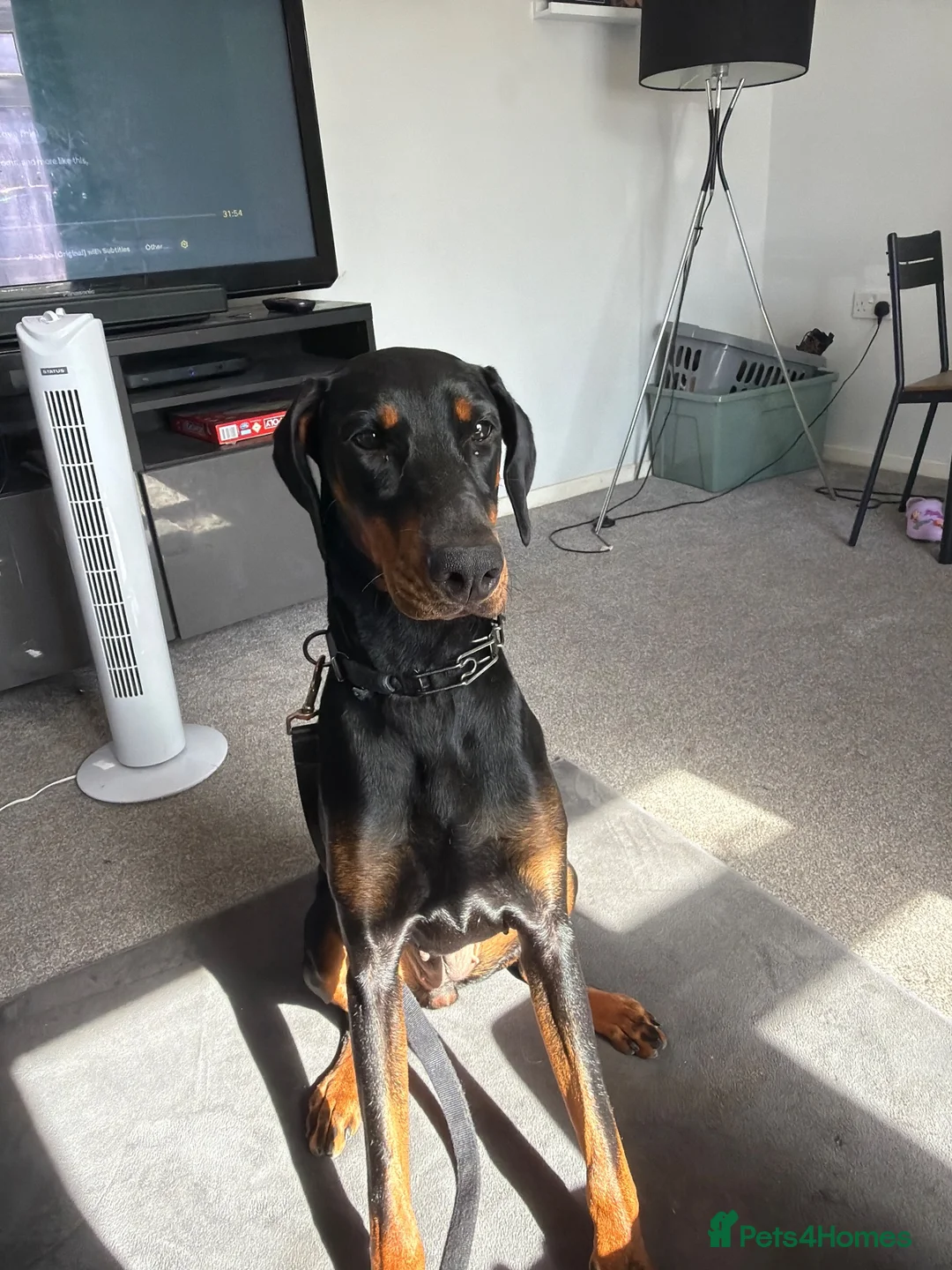 Dobermann dogs for sale: Dobermann 1 year old female - Advert 4