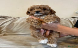 Cavapoo dogs for sale: Beautiful F1b Cavapoos Socialised, Family Raised, - Image 7