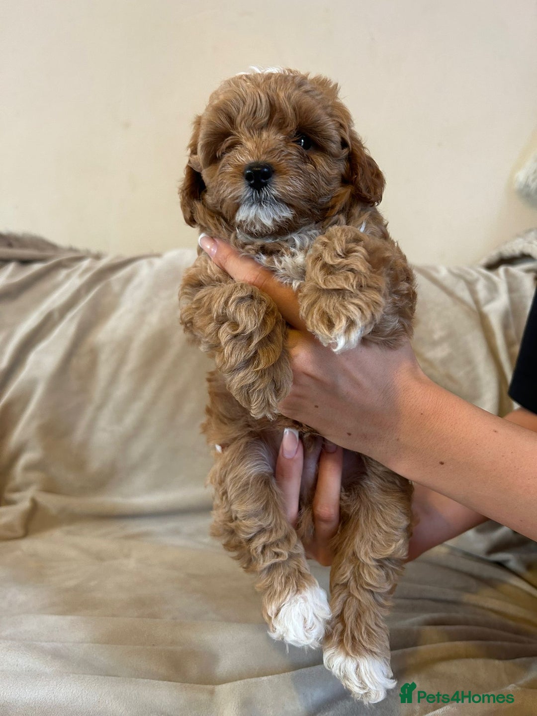 Cavapoo dogs for sale: Beautiful F1b Cavapoos Socialised, Family Raised, - Image 7