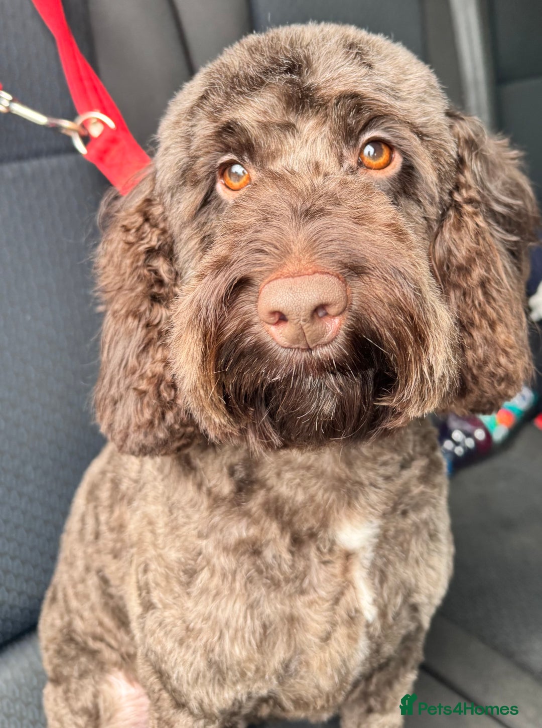 Cockapoo dogs for sale: Cockapoo Puppies F2 - Image 16