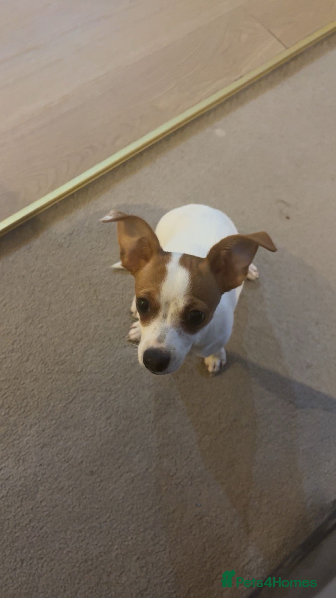 Mixed Breed dogs Princess Luna  - Advert 1