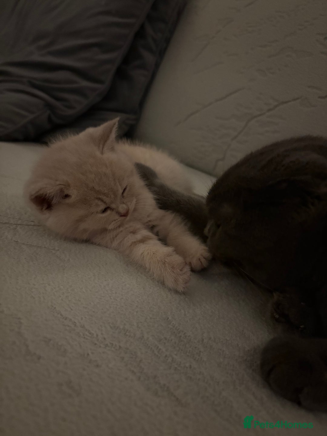 Scottish Fold cats for sale: Last Scottish Fold left - Advert 16