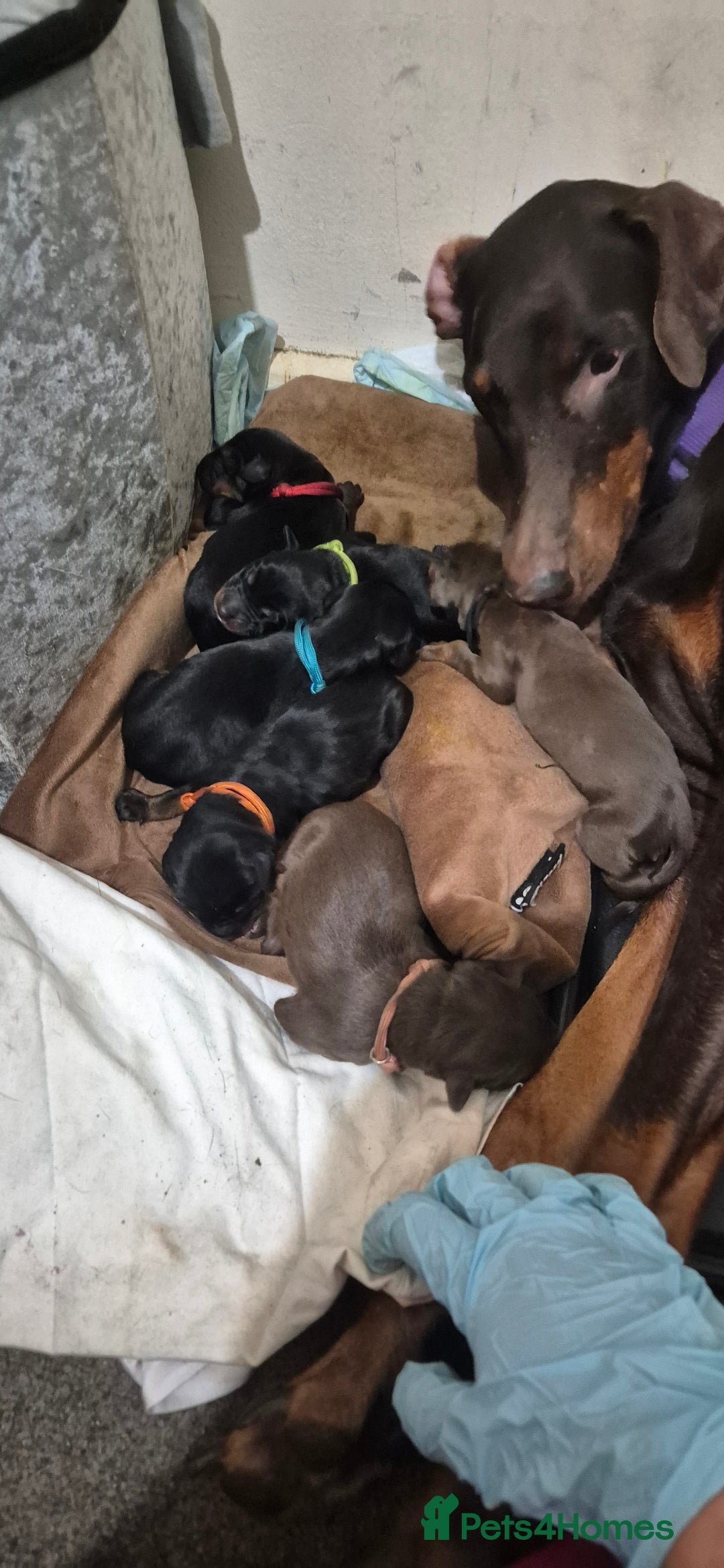 Dobermann dogs for sale: Dobermanns for Sale - Advert 17