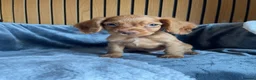 Cocker Spaniel dogs for sale: KC reg Working cockers - Outstanding pedigree - Advert 17