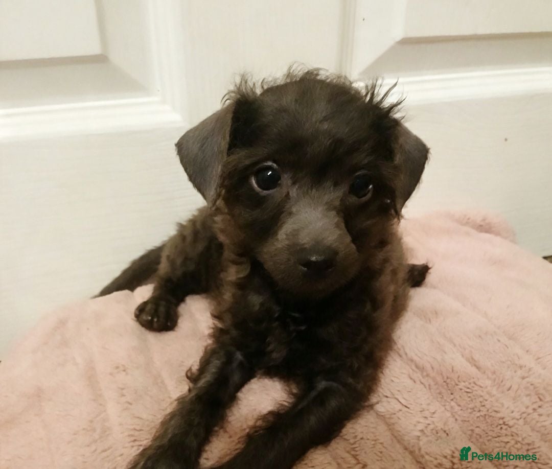 Toy Poodle dogs 🩶2 Grey/blue Rare boys🏡1 girl🩷 - Advert 5