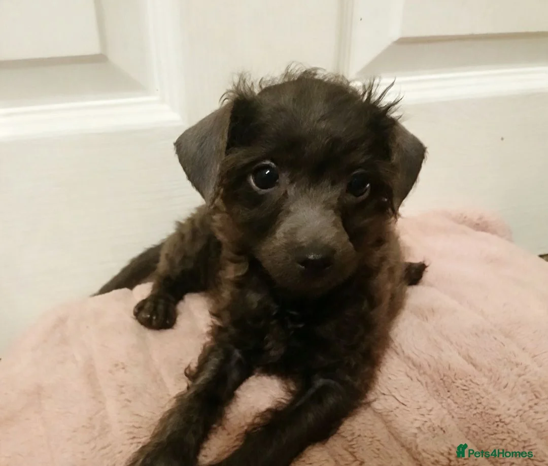 Toy Poodle dogs for sale: 🩶2 Grey/Blue Rare boys🏡1 girl🩷 - Advert 1