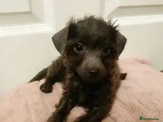 Toy Poodle dogs 🏡Ready to leave🏡 - Advert 3