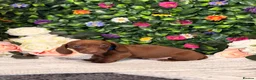Dachshund dogs for sale: Standard Dachshund Puppies - READY NOW - Advert 24