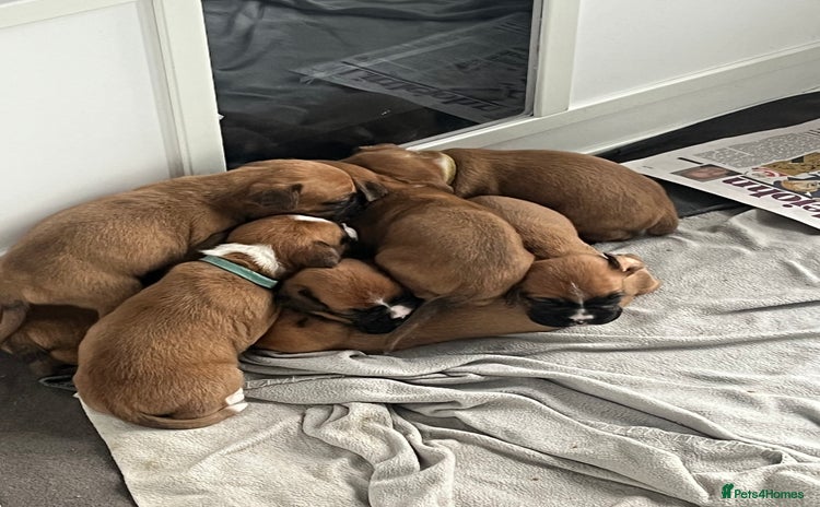 Boxer dogs - Advert 14