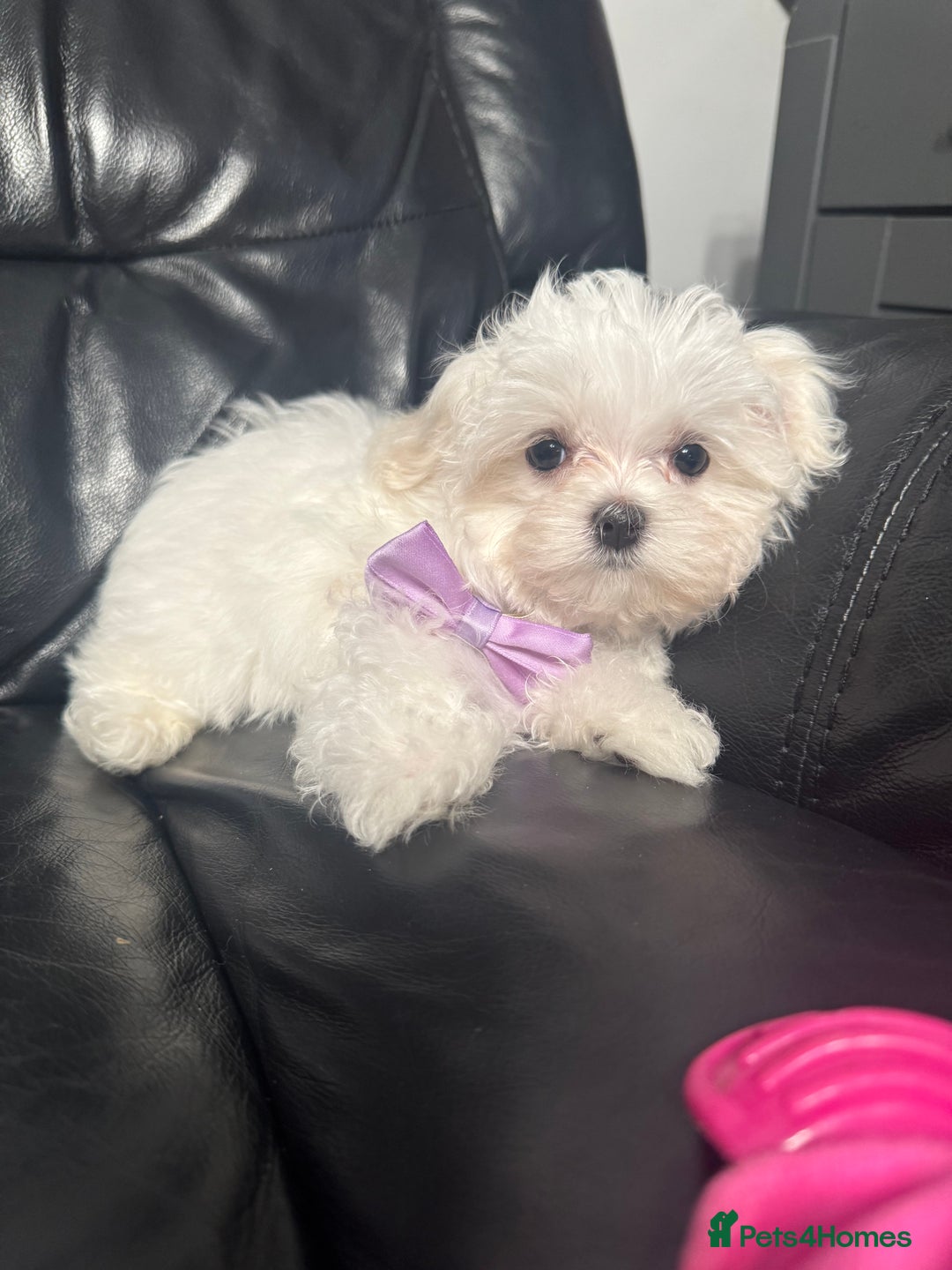 Maltese dogs for sale: 🥰 Gorgeous puppies 🥰🥰 - Image 8