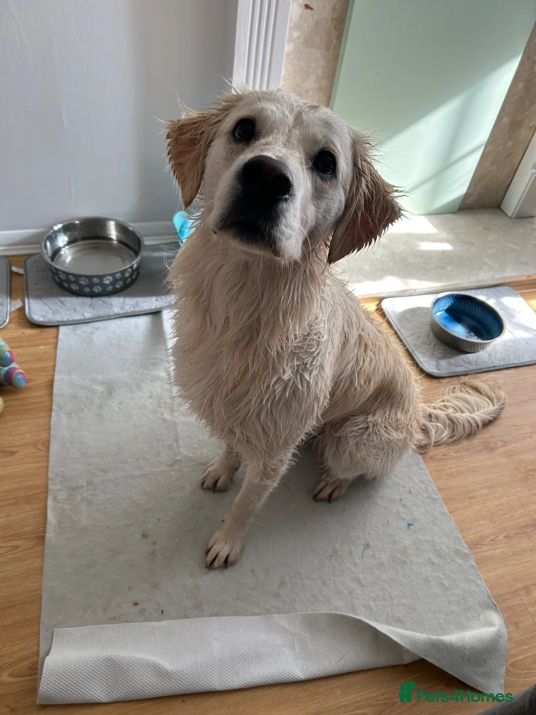 Golden Retriever dogs for sale: Female golden retriever, 1yr4months in Luton - Advert 2