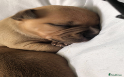 Staffordshire Bull Terrier dogs for sale: 1 boy 1 girl puppy  - Image 5