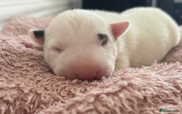 English Bull Terrier dogs for sale: 🏆CH Bloodlines Top Quality English Bull Terriers  - Image 3