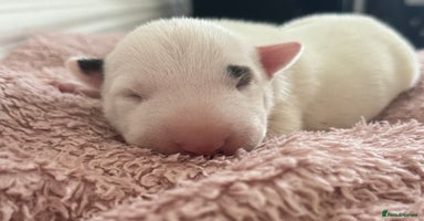 English Bull Terrier dogs - Advert 5