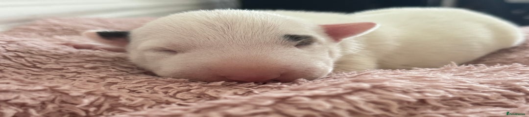English Bull Terrier Puppy 3