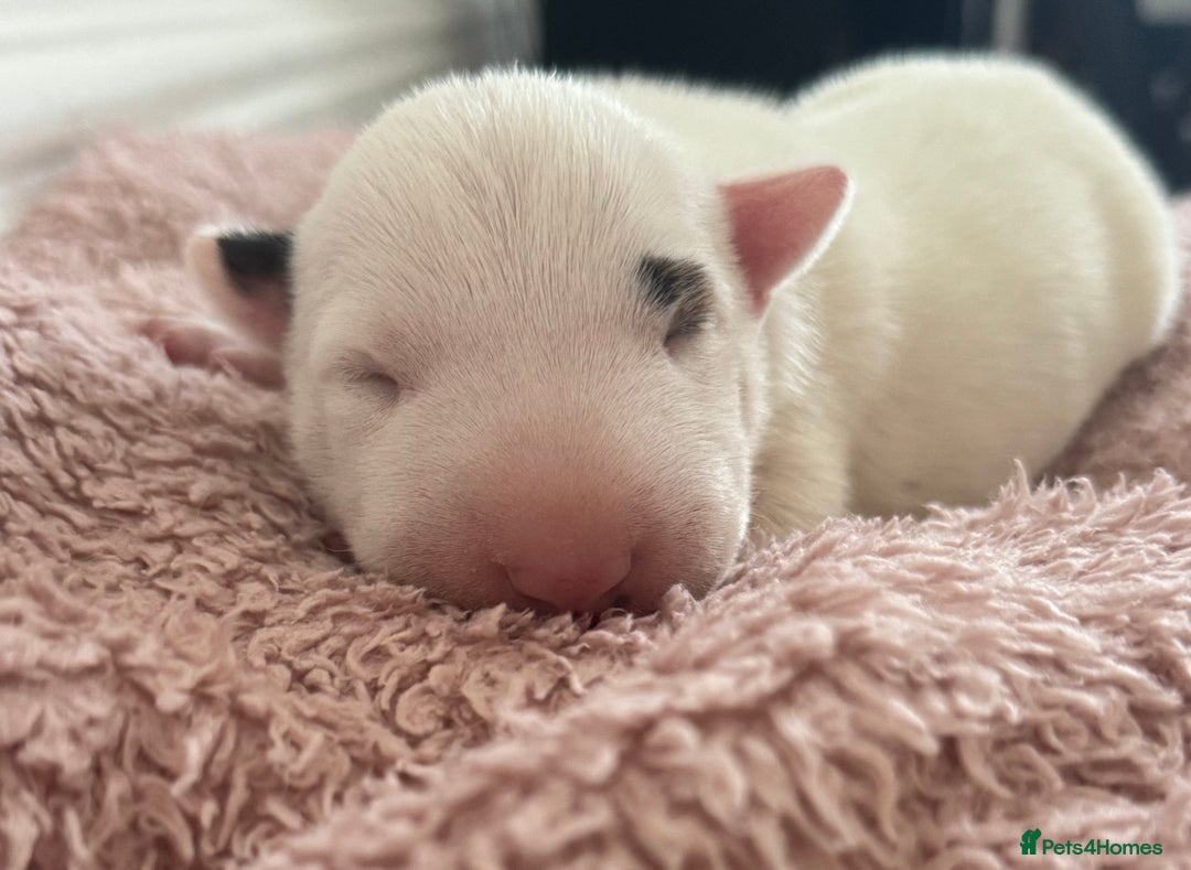 English Bull Terrier dogs for sale: 🏆CH Bloodlines Top Quality English Bull Terriers  - Image 3