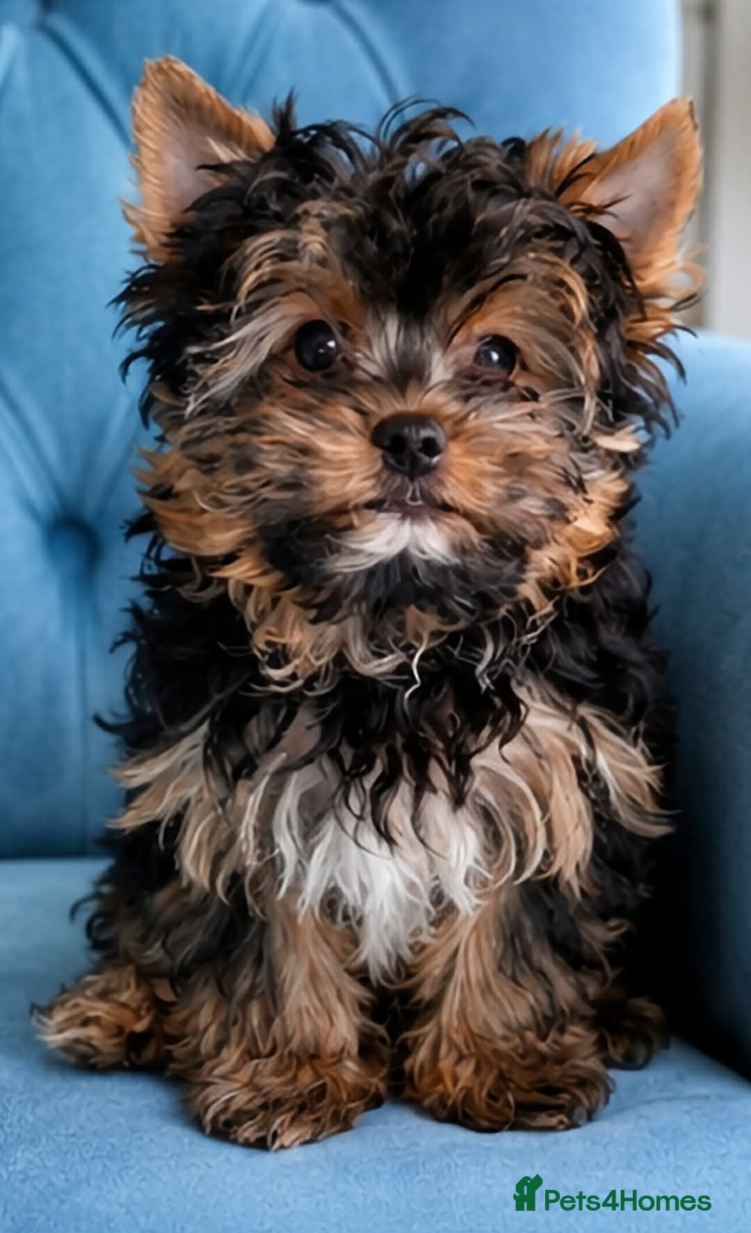 Yorkshire Terrier dogs LAST BOY READY TO GO❗️Yorkshire Terrier Puppies! - Advert 1