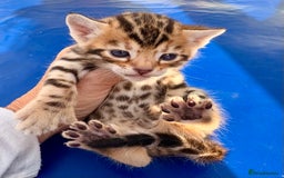 Keetso cats for sale: Stunning golden keetsos  - Image 20