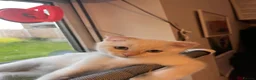 Ragdoll cats for sale: 🌟 Stunning half Ragdoll Kittens READY TO GO 🌟 - Advert 4