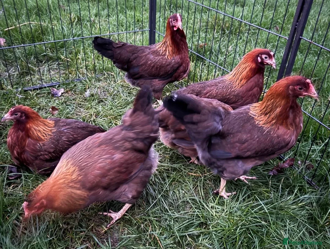 Chickens poultry for sale: Welsummers - Advert 1