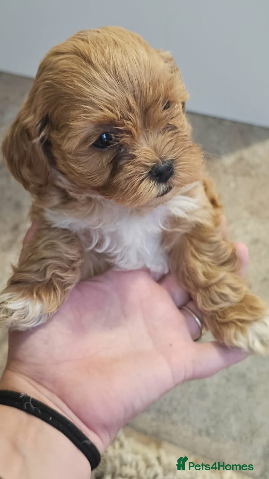 Maltipoo dogs  Adorable Tiny Toy Maltipoo puppies 🐶 - Advert 1