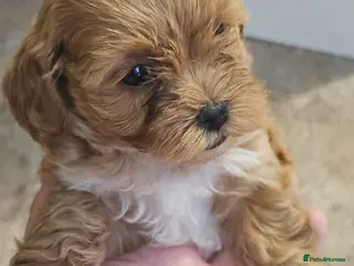 Maltipoo dogs Adorable Tiny Toy Maltipoo puppies 🐶 - Advert 1