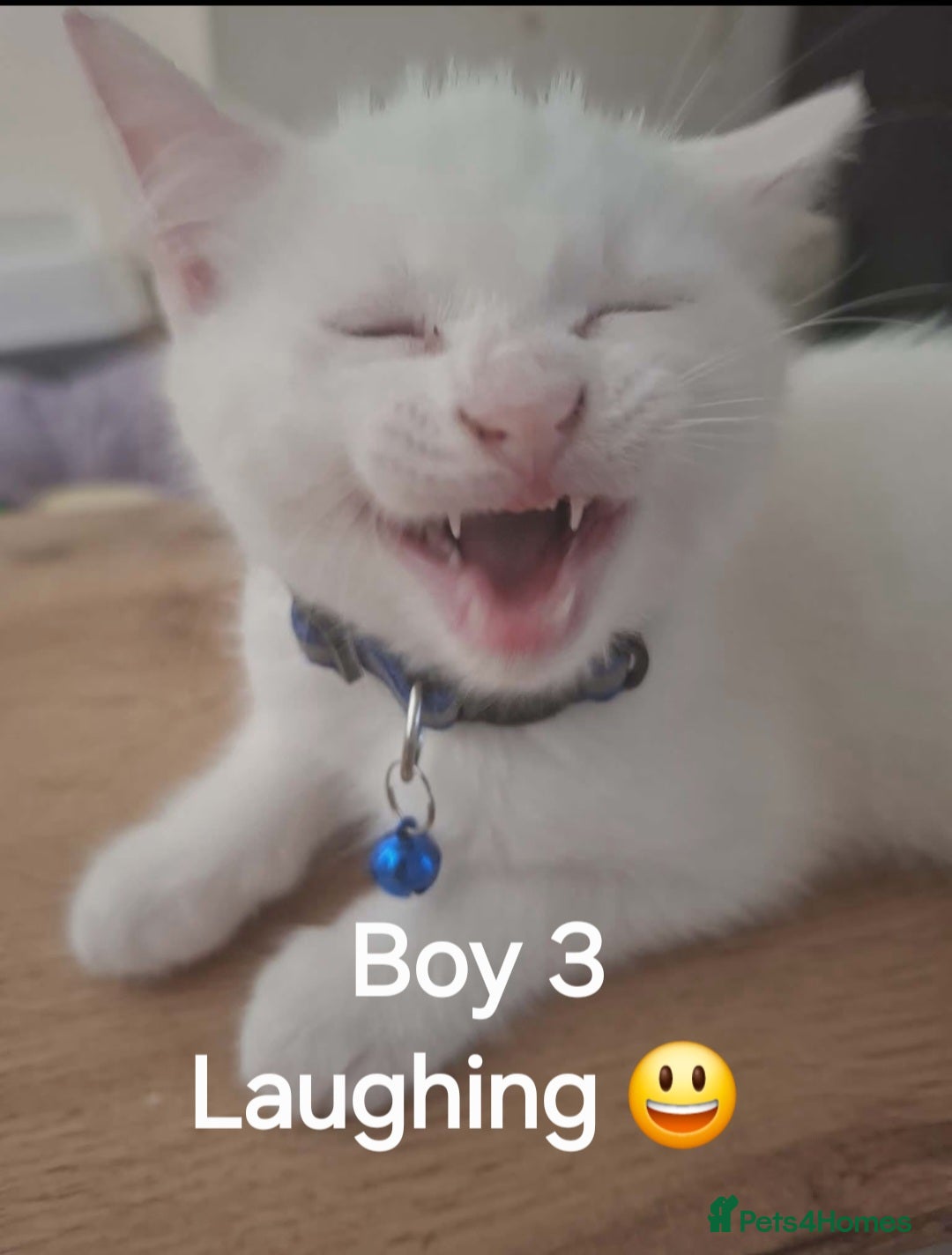 Mixed Breed cats 3 White Boy Kittens For Sale - Advert 2