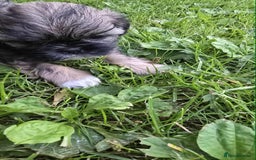 Shih Tzu dogs for sale: Shih Tzu - Image 16