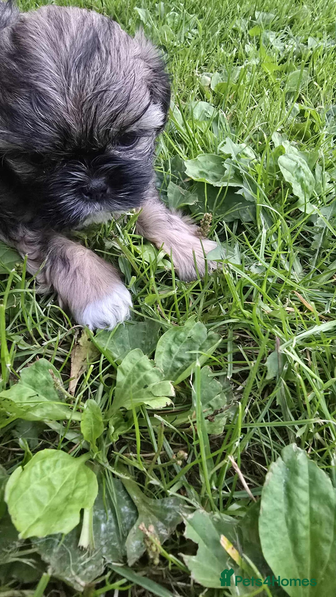 Shih Tzu dogs for sale: Shih Tzu - Image 16