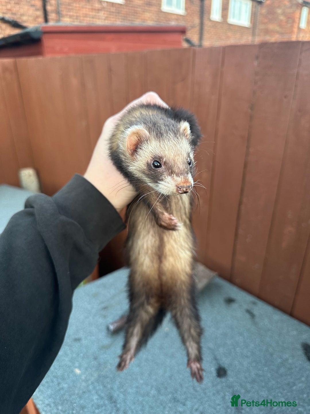 Ferret rodents for sale: 2 female and 1 male ferret - Image 1