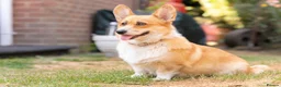 Welsh Corgi Pembroke dogs for sale: Beautiful Welsh Pembroke corgi female  - Advert 17