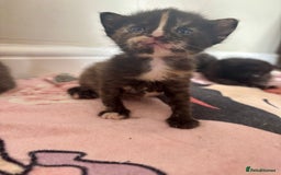 Maine Coon cats for sale: 5 bengal/maine coon kittens - Image 7