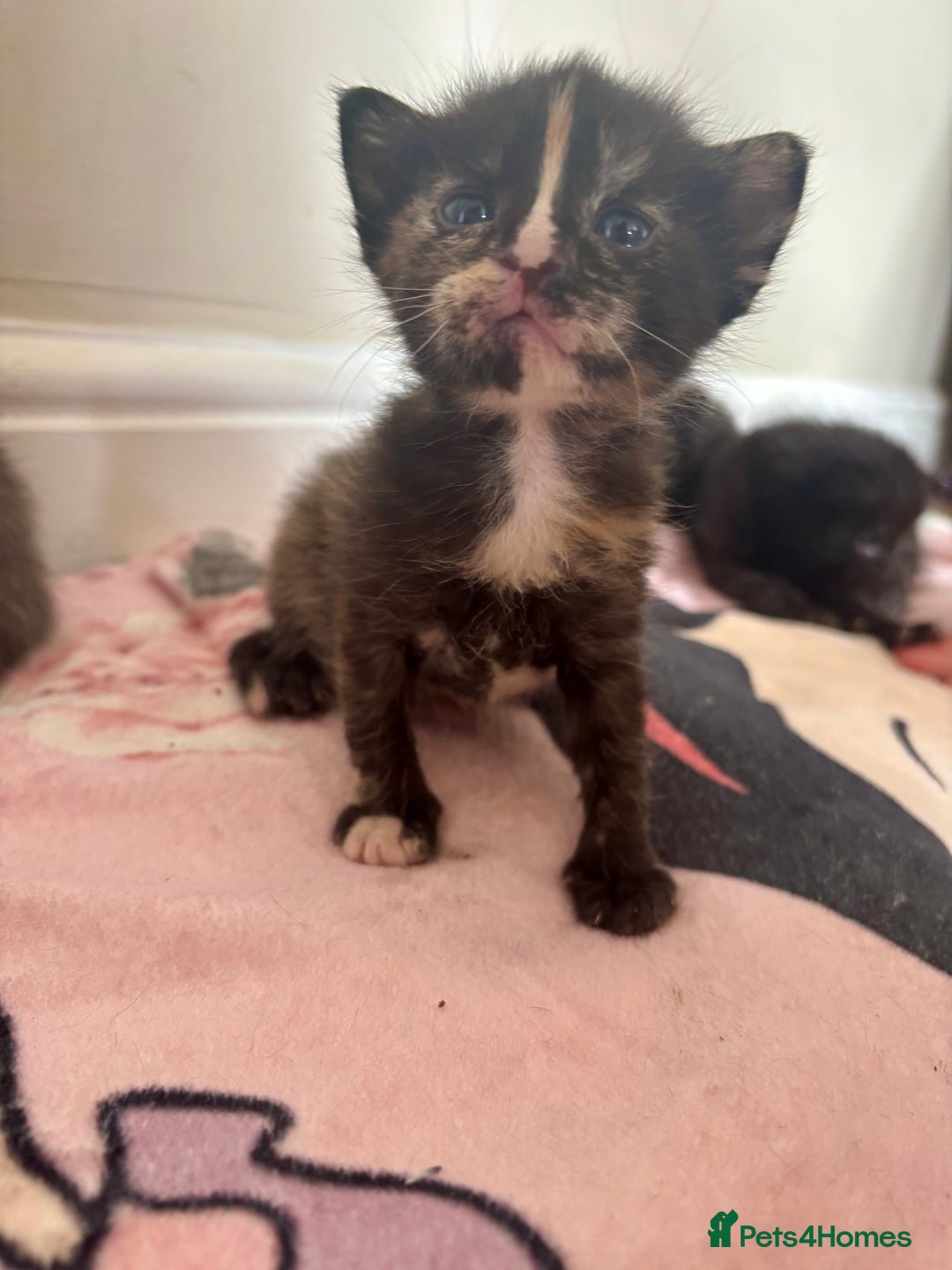 Maine Coon cats for sale: 5 bengal/maine coon kittens - Image 7
